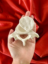 The Vertebrae Trinket Box