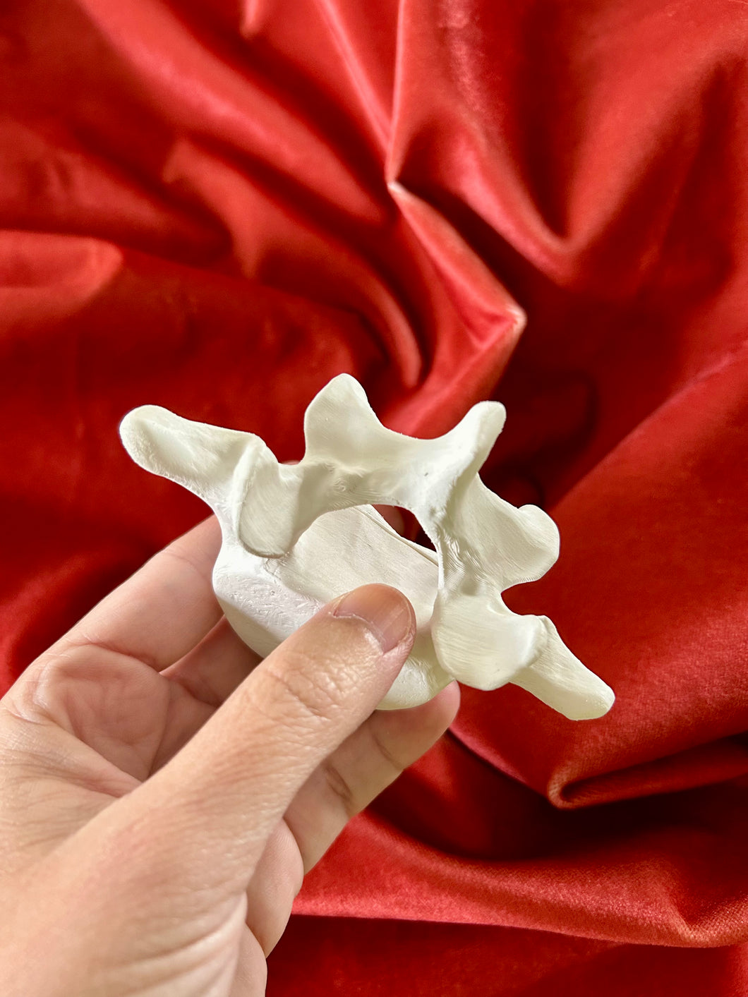 The Vertebrae Trinket Box